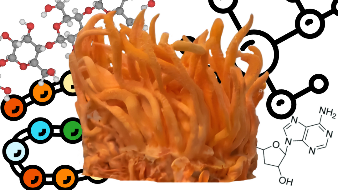 What does Cordyceps militaris contain?