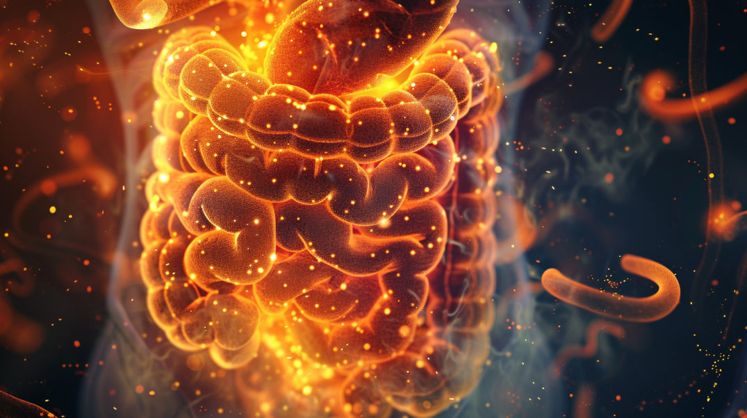 Does Cordyceps help with gut health?