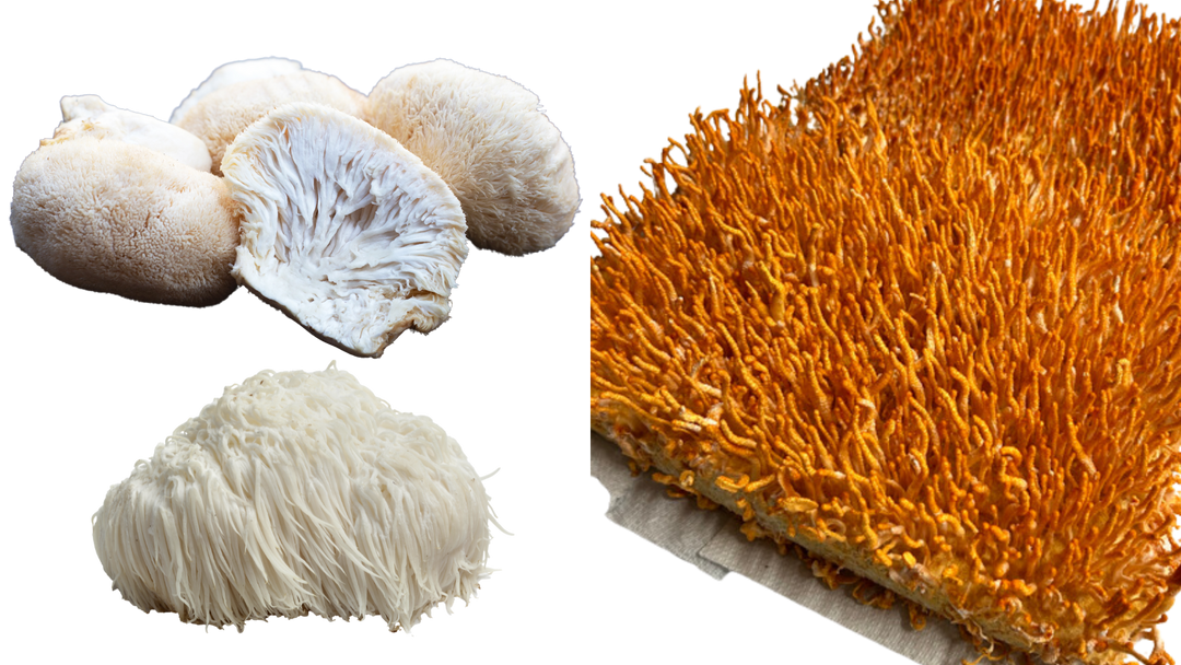 Can you take Lion's Mane and Cordyceps together?